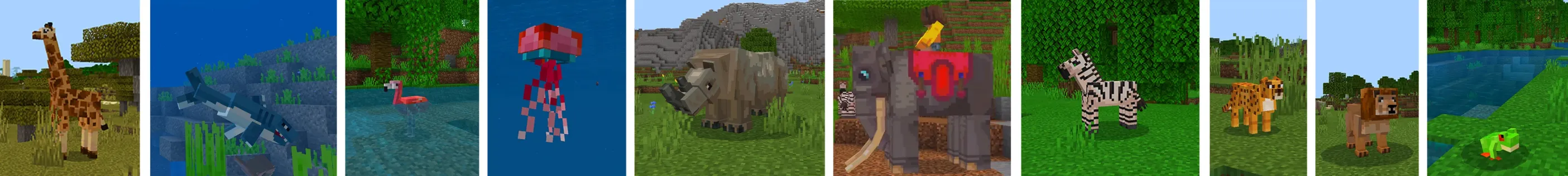 More Animals