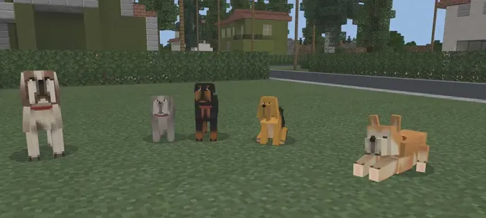 Dogs!
