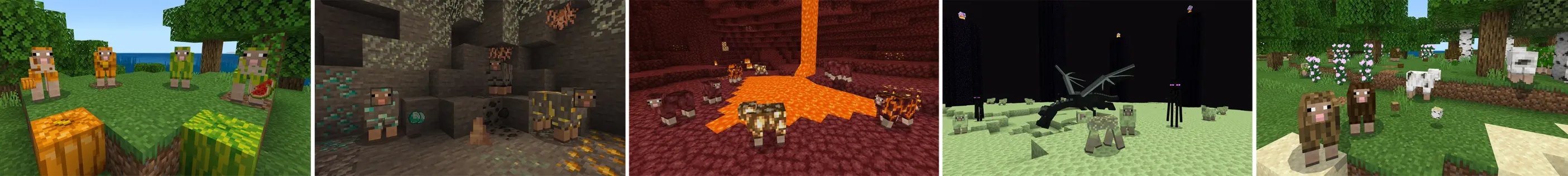 Sheep+