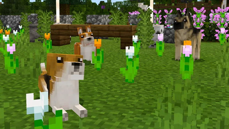 Pets: Dogs