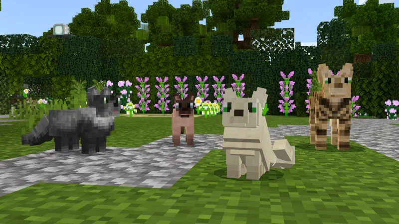 Pets: Cats