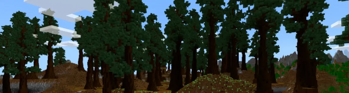Redwood Forest