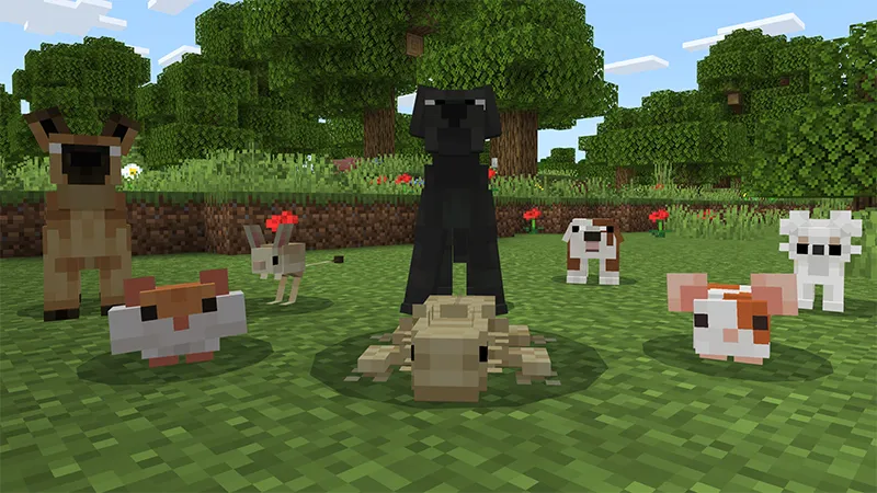 ANIMAL SHELTER