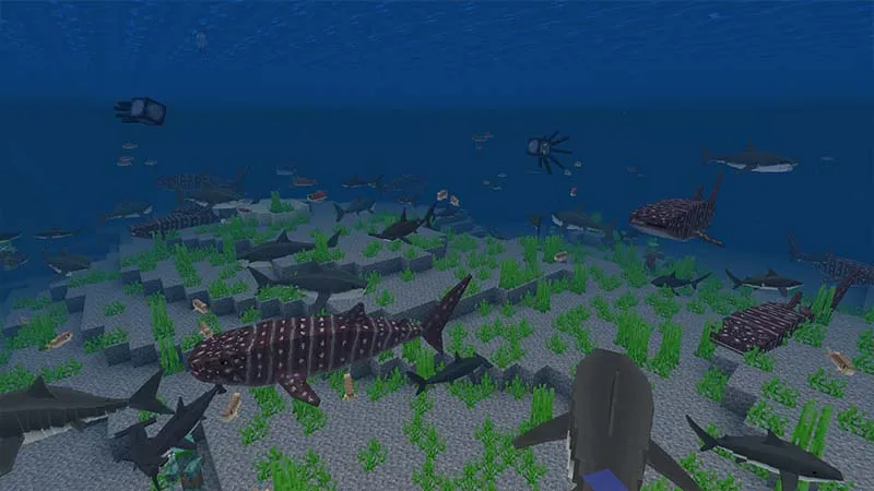 Shark Attack