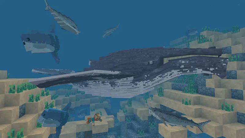 Ocean Expansion