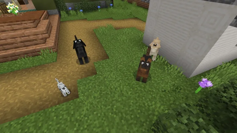 Dogs